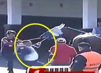 Atına şiddet gösteren sahibe ceza geliyor